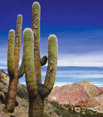 Parque Nacional Los Cardones, Salta