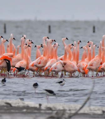 Avistaje de flamencos en Laguna Mar Chiquita, Córdoba